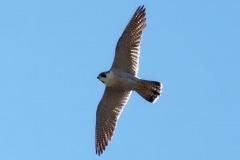 Wanderfalken-1