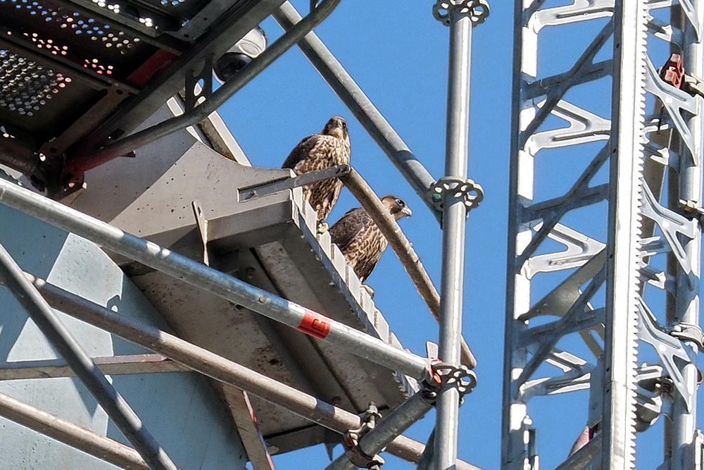 Neues von den Wanderfalken im HKW S-Mühlhausen