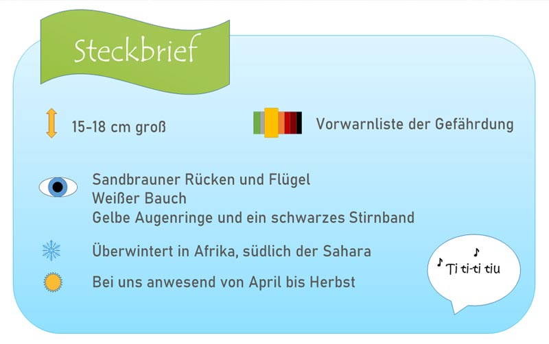 Steckbrief Flussregenpfeifer mit Informationen zum Aussehen und der Größe
